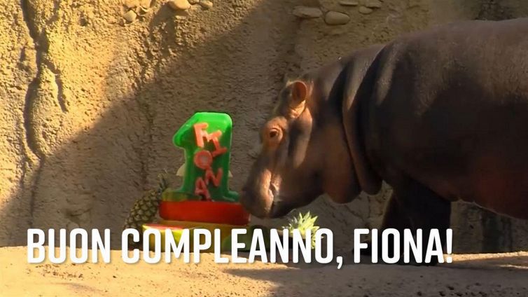 Fiona, una 'piccola' grande rinoceronte