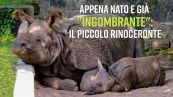 Cucciolo di rinoceronte: 95 kg di dolcezza