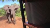 L'elefante s'infuria e attacca la jeep