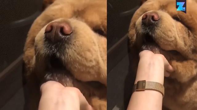 Mai visto un Chow Chow così 'coccoloso'?