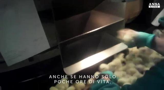 Video shock su pulcini in allevamento intensivo
