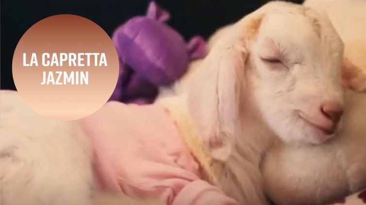 Jazmin, la capretta salterina