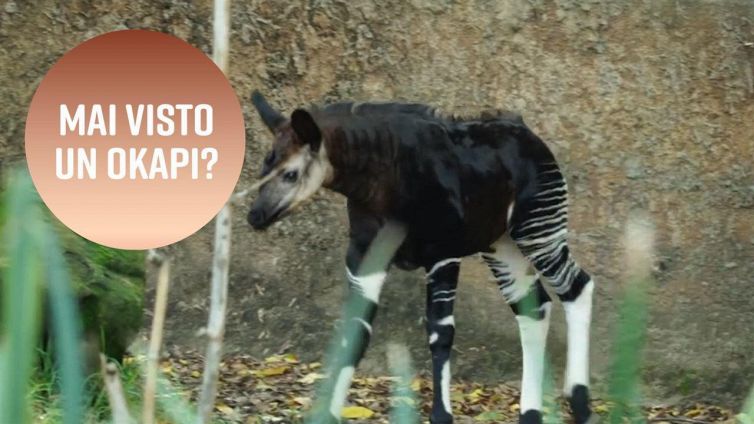 Lo zoo di Los Angeles salva l'okapi