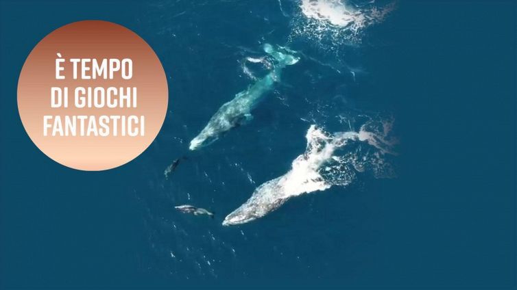Delfini e balene selvatici giocano in California