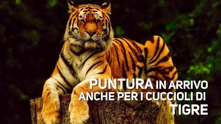 Vaccinazioni per... cuccioli di tigre