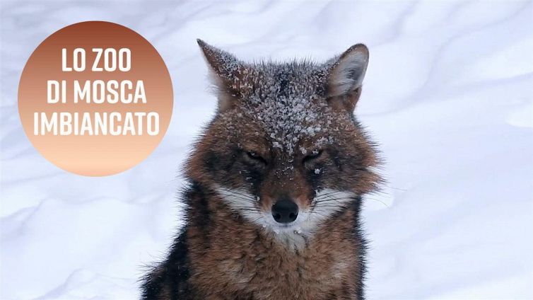 Mosca, la capitale 'rossa' si tinge di bianco
