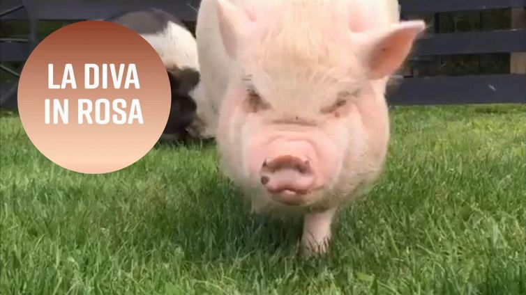 Ecco a voi Abby, la maialina che ama il rosa
