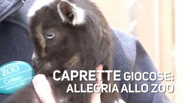 Piccole caprette alla riscossa!