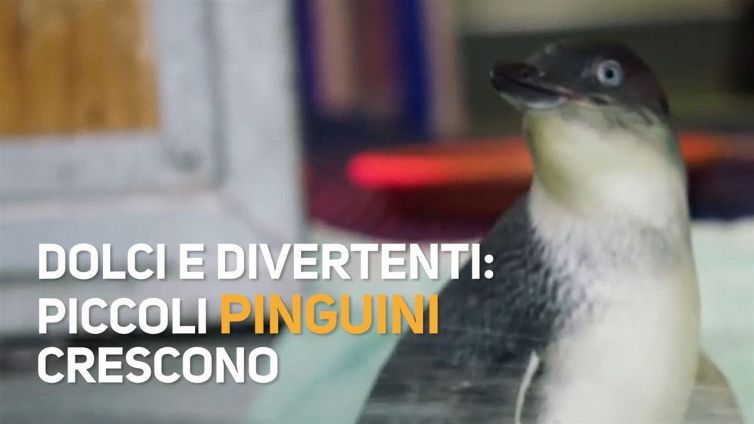 Due piccoli pinguini in piscina