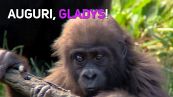 Buon compleanno Gladys, 'piccola' gorilla di 5 anni