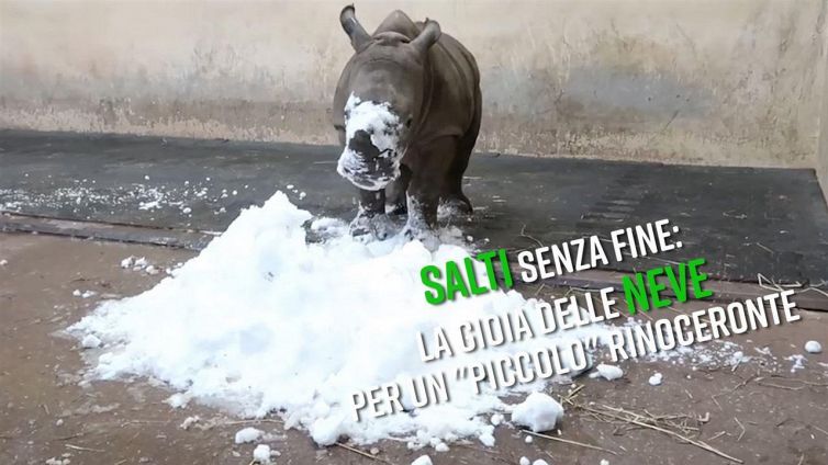Un rinoceronte 'inebriato' dalla neve