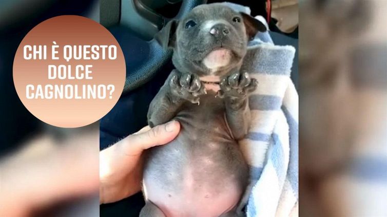 Florida, un cucciolo salvato dal congelamento