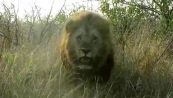 Il terrificante assalto del leone: la bimba grida di paura