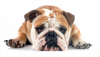 10 segnali che indicano che il tuo cane potrebbe essere stressato