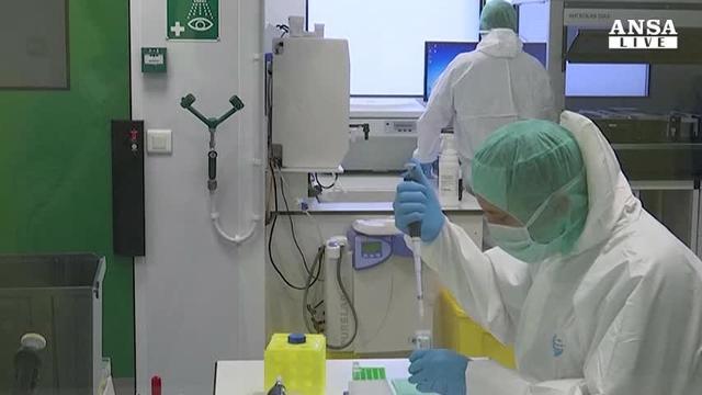 Creato embrione ibrido pecora-uomo