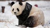 I panda scoprono la neve ed ecco cosa succede