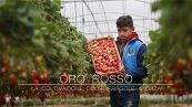 Le fragole di Gaza: un futuro (rosso) dorato
