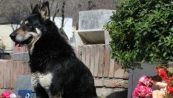 La storia di Capitàn, il cane che ha vegliato per dieci anni la tomba del padrone