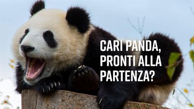 I due cuccioli di panda più famosi del Canada