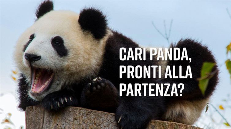 I due cuccioli di panda più famosi del Canada
