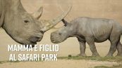 Un neonato da 60 kg: il rinoceronte bianco