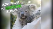 Chi ama le coccole? Il koala!