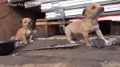 Impresa in cantiere: cuccioli da salvare