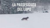 Raro avvistamento: un lupo su un lago ghiacciato