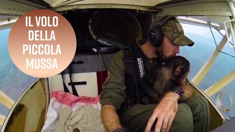Il primo volo della piccola scimpanzé