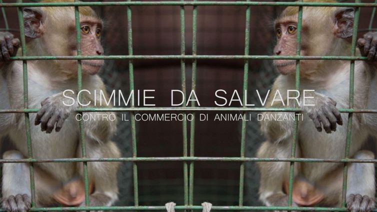 Scimmie danzanti, è il momento di dire basta