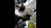 Il gatto massaggia il cane: il video è virale