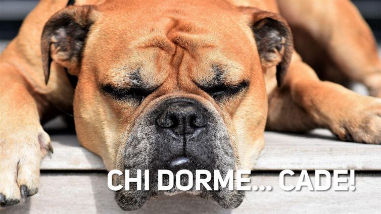 I cani sono come noi: anche loro, infatti...