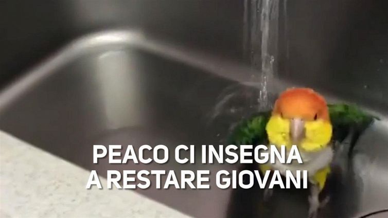 Il segreto della giovinezza?Ce lo insegna un pappagallo