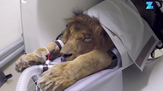 Il leone ha mal di denti! Veterinari alla riscossa