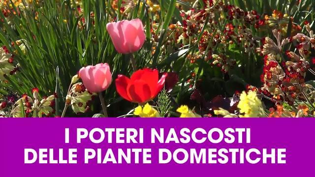 I poteri nascosti delle piante domestiche