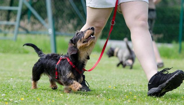 10 trucchi per addestrare il tuo cane