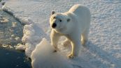 Earth Hour: il video del WWF sull'orso polare firmato da Gabriele Muccino