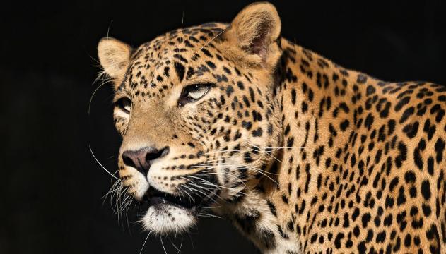 Ospite da paura: in casa entra il leopardo