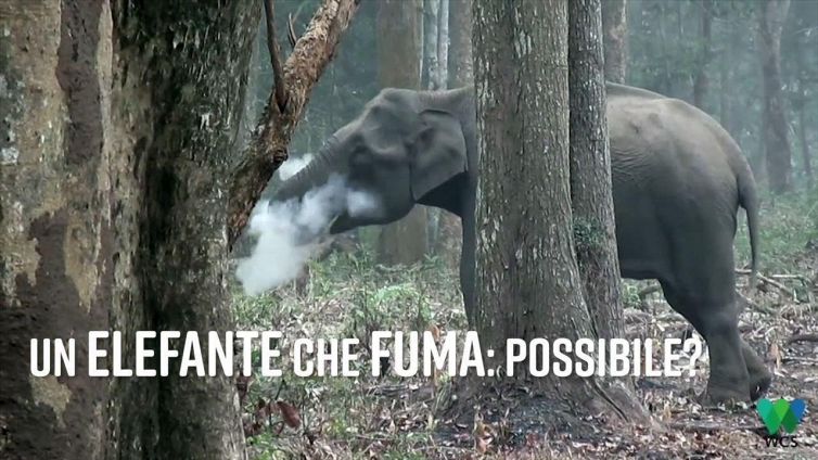 Un elefante con il vizio del fumo