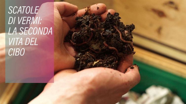Vermi in cucina? Un'ottima soluzione green