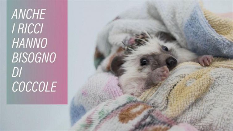 Benvenuti all'Albergo dei ricci!