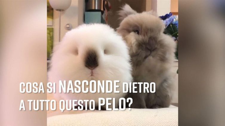 Quanto pelo! Cosa c'è sotto?