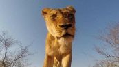 A spasso nella bocca del leone: l'incredibile video della GoPro