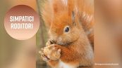 Gli scoiattoli più simpatici della Polonia