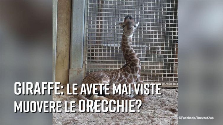 Orecchie birichine: che combina la giraffa?