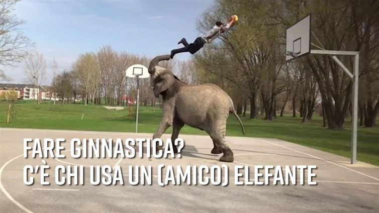 Stella della ginnastica: anche un elefante può esserlo