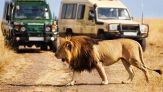 Safari da brividi: leone salta sulla jeep
