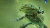 Perché è così importante salvare l'Ambystoma mexicanum?