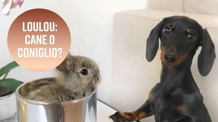 La cagnolina amante degli altri animali
