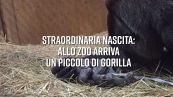 La nascita di un gorilla (e i baci della mamma)
